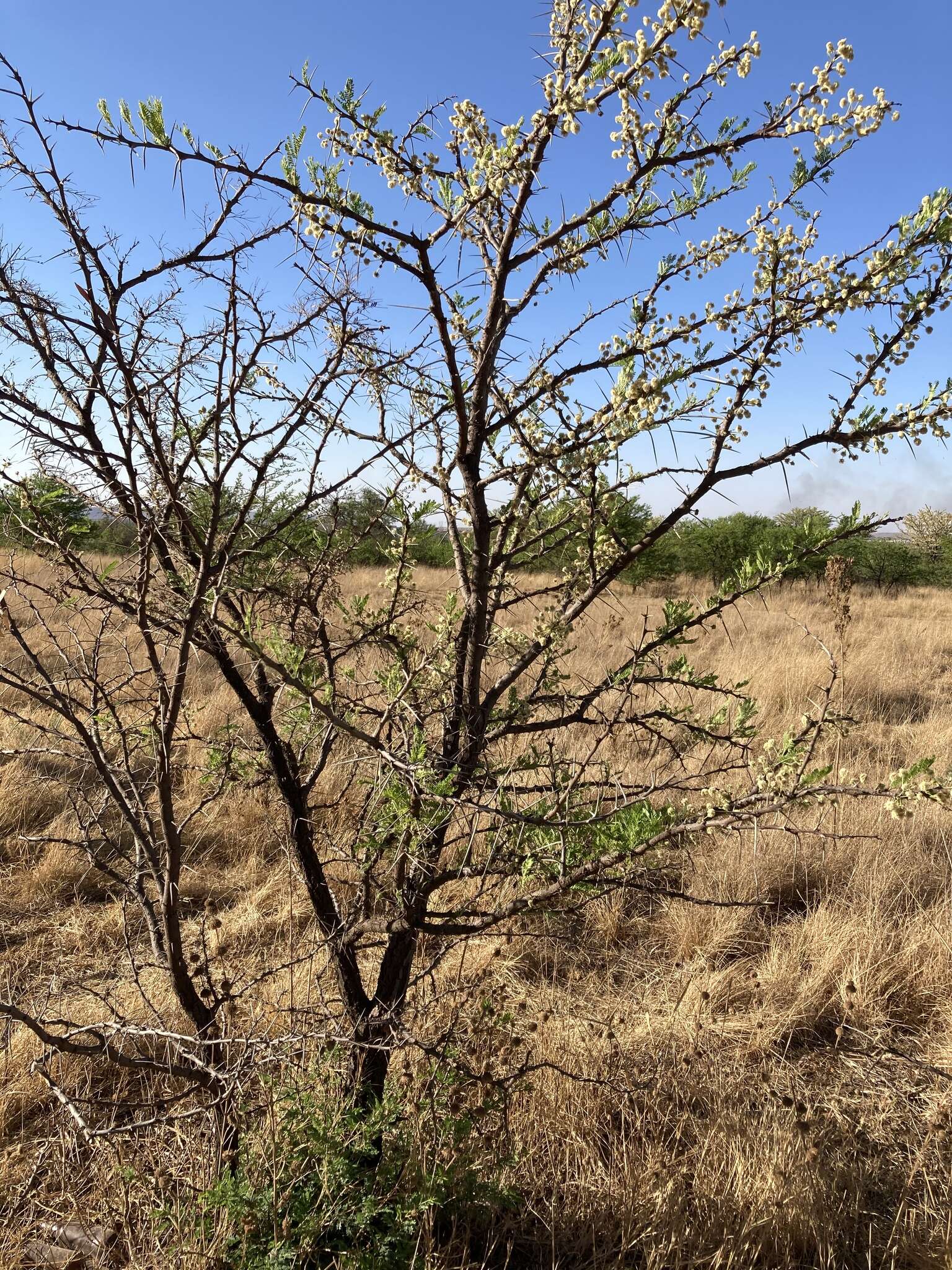 Imagem de Vachellia robusta (Burch.) Kyal. & Boatwr.