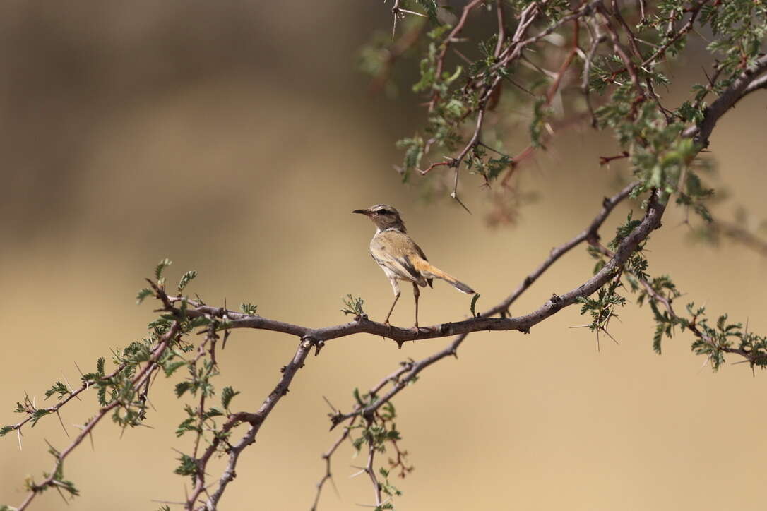 Image of Kalahari Scrub Robin