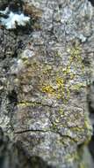 صورة Candelariella xanthostigma (Ach.) Lettau