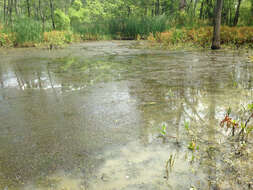 Image of Redfin Pickerel