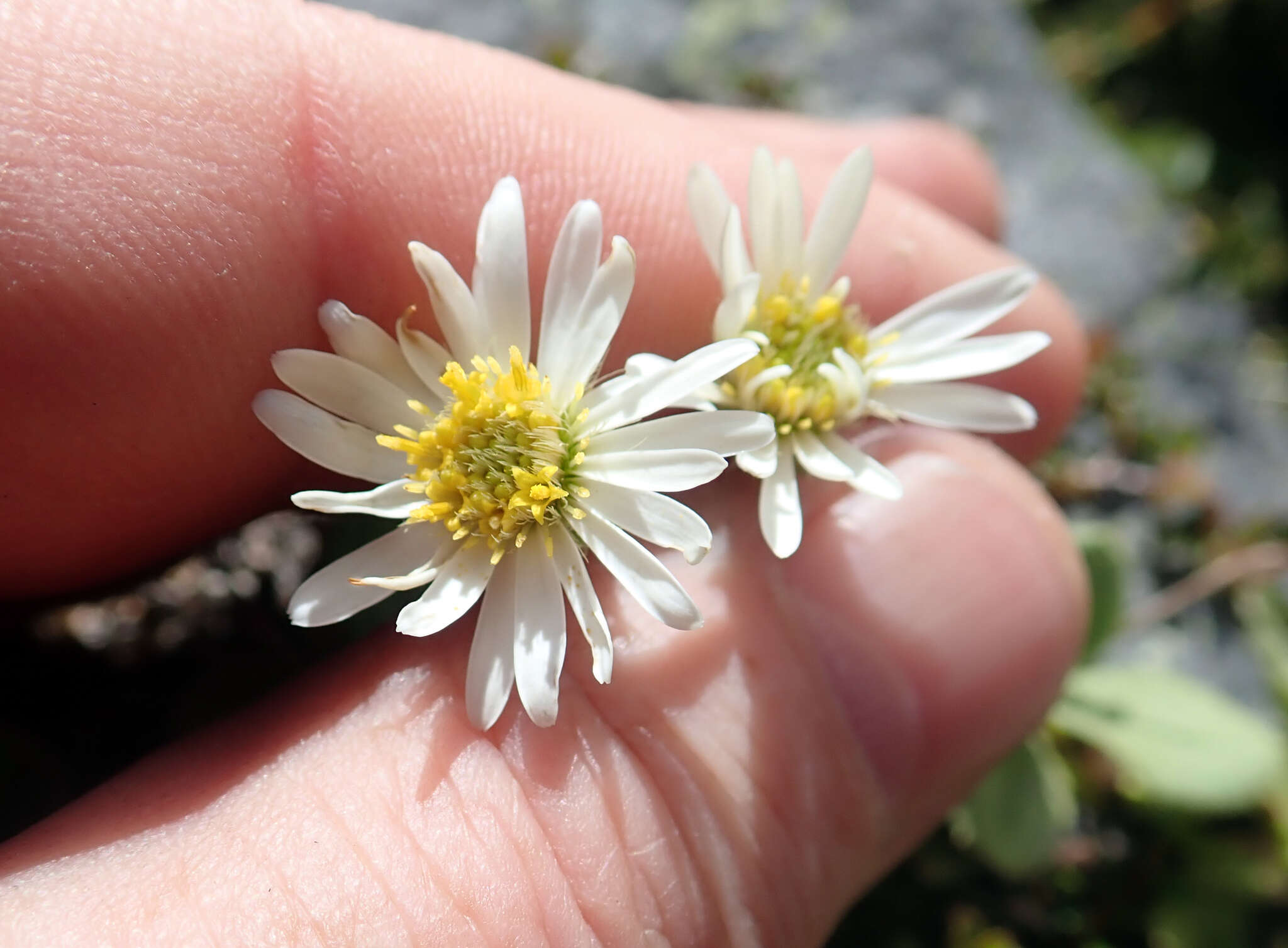 Plancia ëd Celmisia glandulosa var. latifolia Cockayne