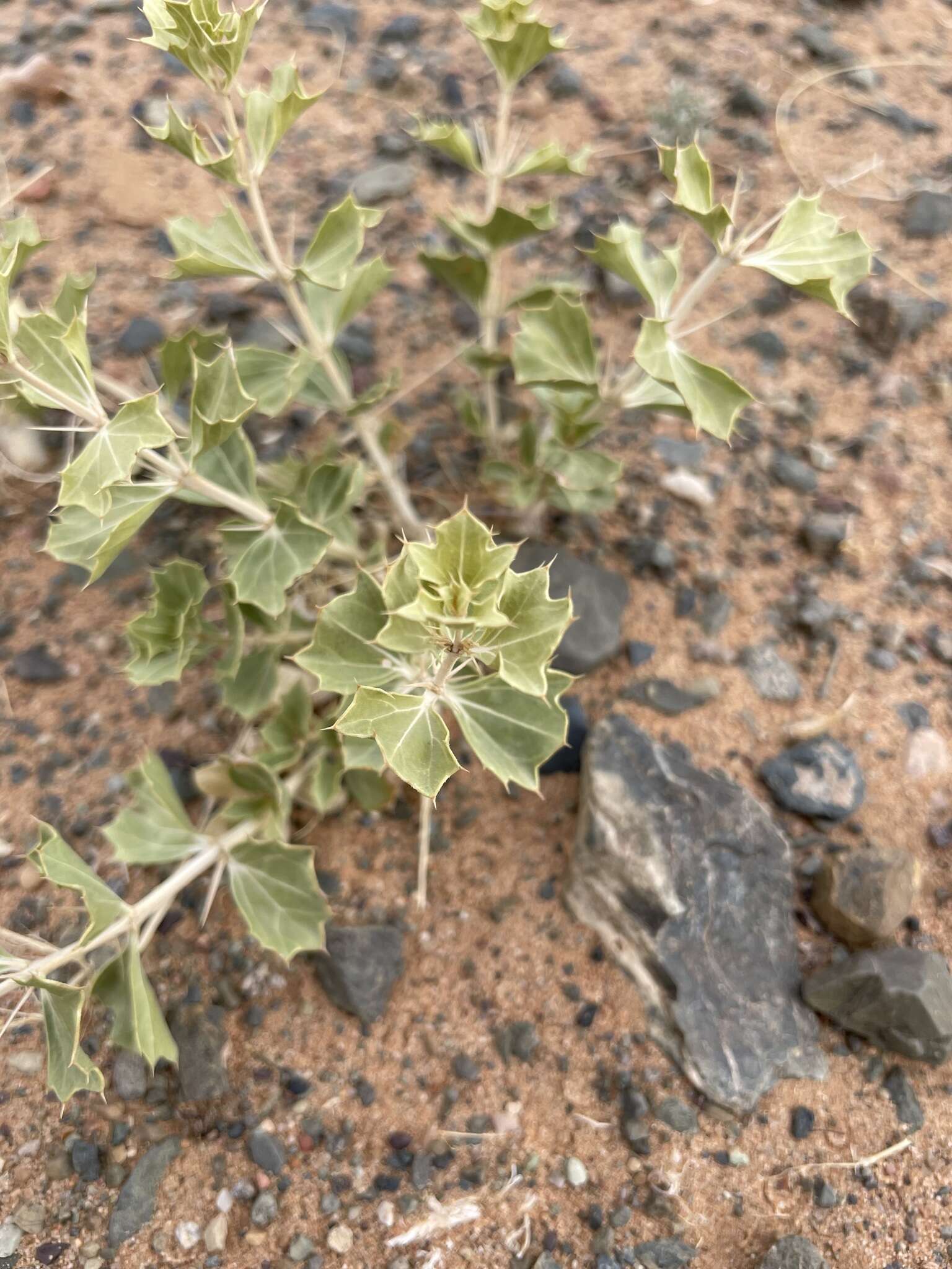 Image of Lagochilus ilicifolius Bunge ex Benth.