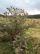 Image of <i>Cirsium <i>vulgare</i></i> subsp. vulgare