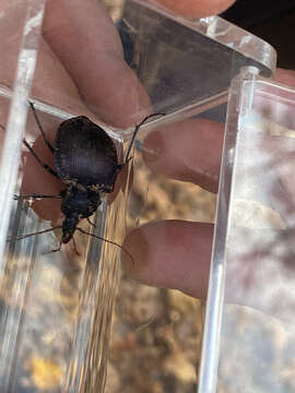 صورة Scaphinotus (Scaphinotus) unicolor (Fabricius 1787)