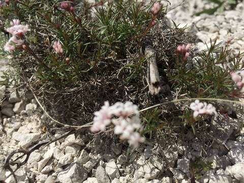 Image of Asperula tephrocarpa Czern. ex Popov & Chrshan.