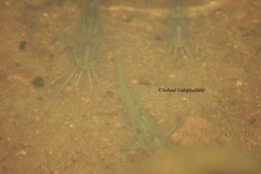 Image of Striped dwarf catfish