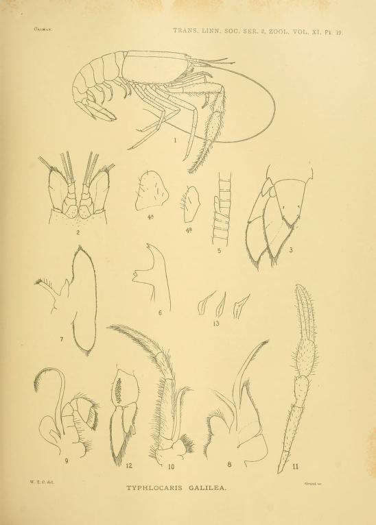 Image of <i>Typhlocaris galilea</i> Calman 1909