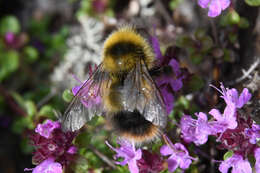 Image of Bombus soroeensis (Fabricius 1776)