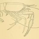 Image of <i>Typhlocaris galilea</i> Calman 1909