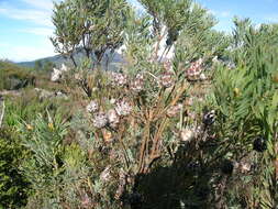 Imagem de Leucadendron rubrum Burm. fil.