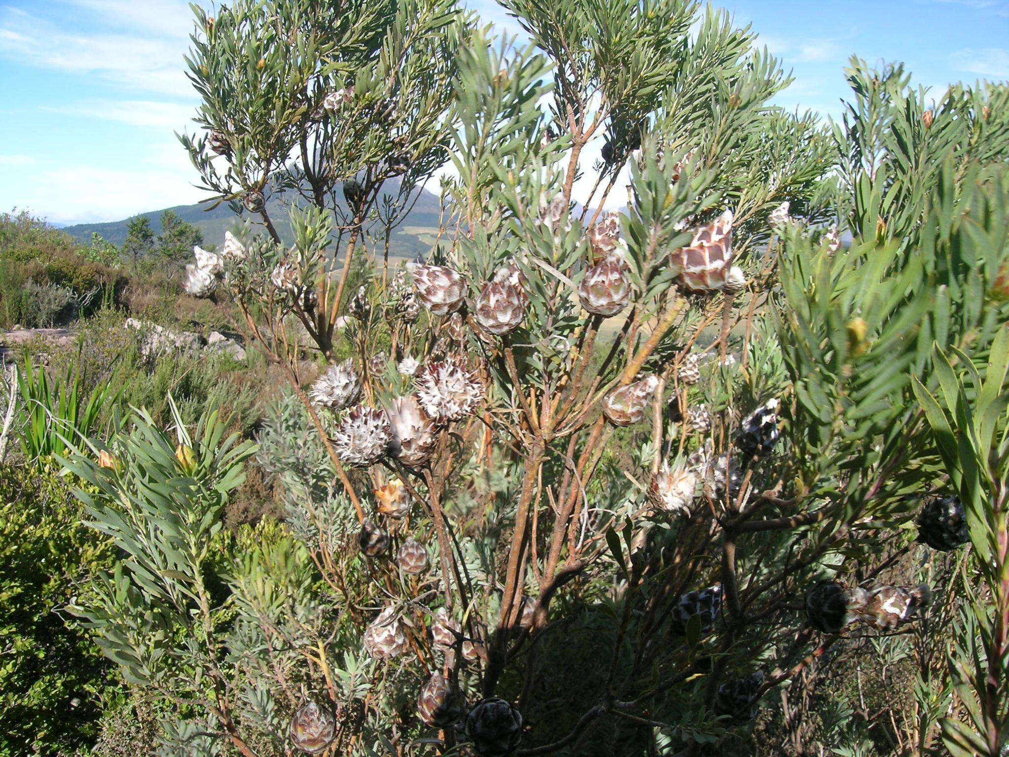 Imagem de Leucadendron rubrum Burm. fil.