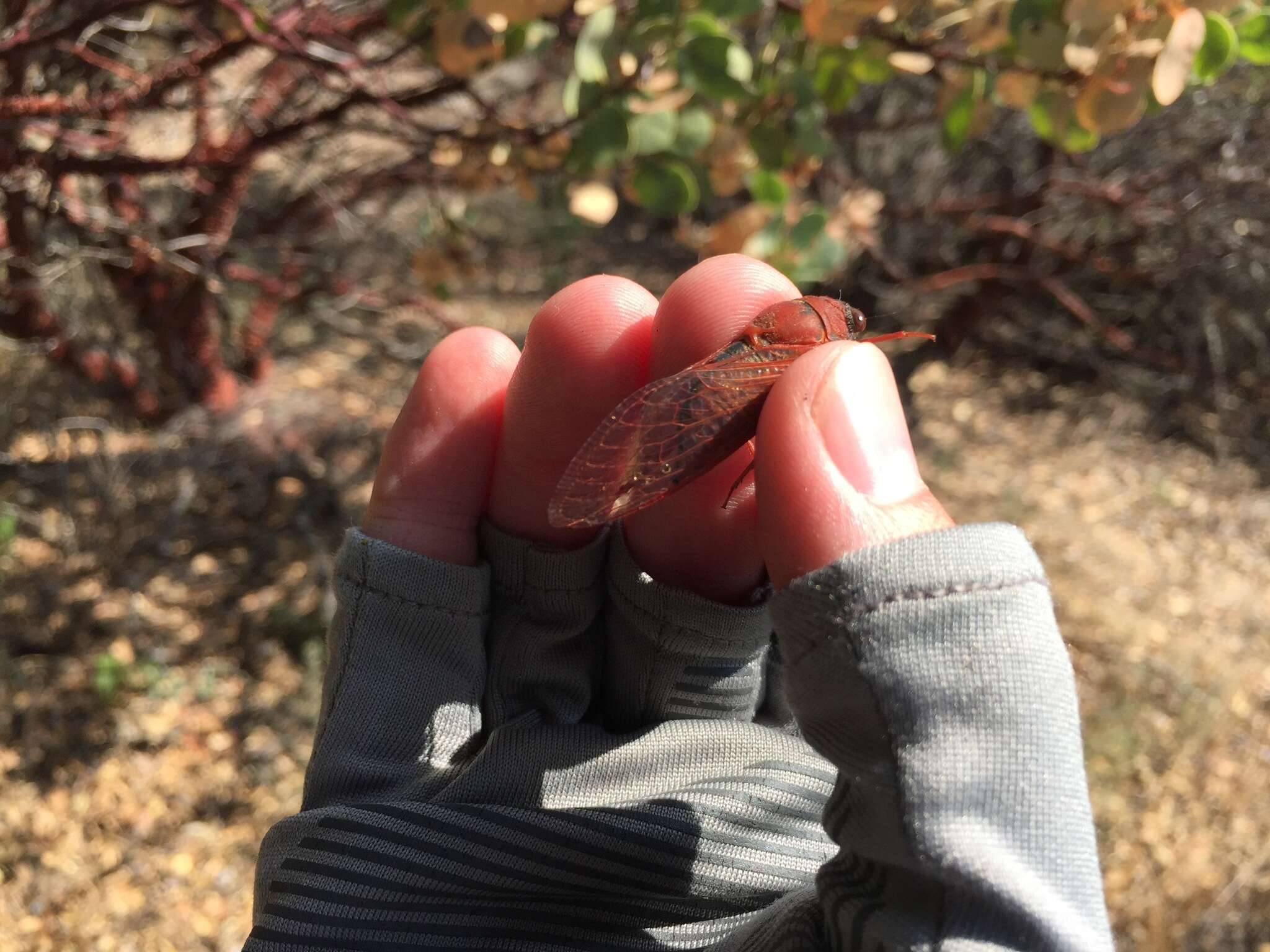 Okanagana arctostaphylae Van Duzee 1915 resmi