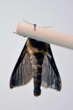 Image of Oxycanus armatus Tindale 1955