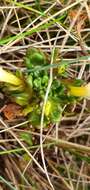 Image of Euphrasia laingii Petrie