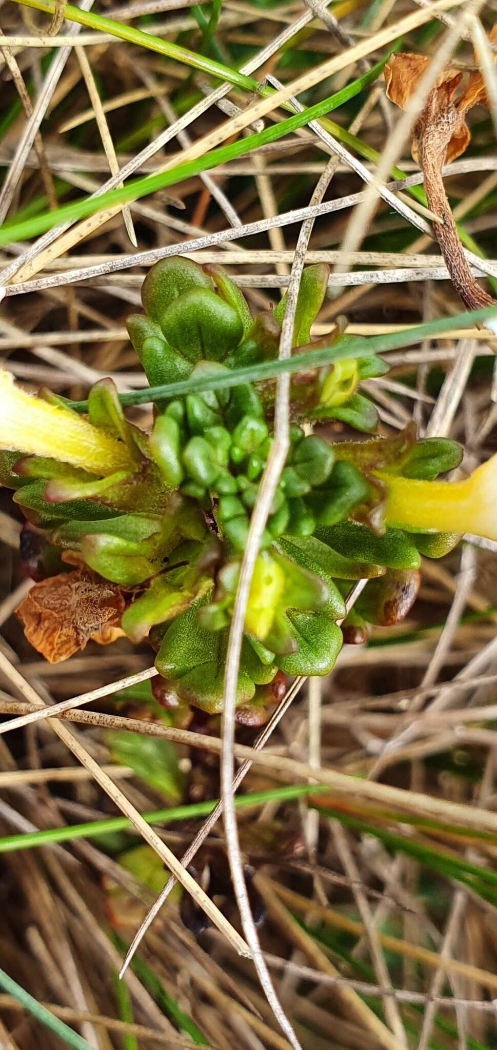 Image of Euphrasia laingii Petrie