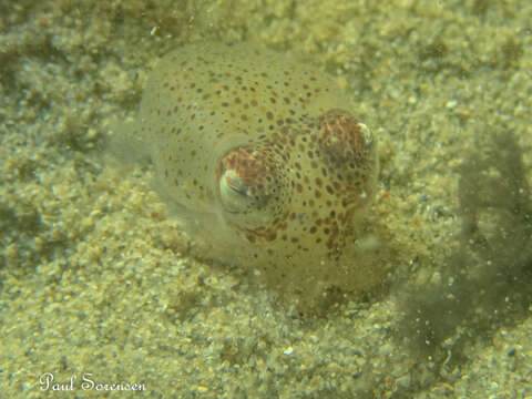 Image of Southern Bottletail Squid