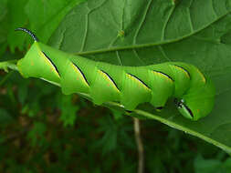 Image of Laurel sphinx