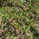 Image of fringed signalgrass