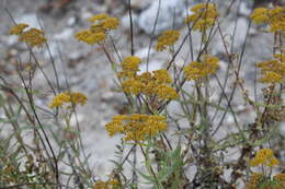 Image of Flaveria pubescens Rydb.