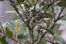 Image of brown stringybark