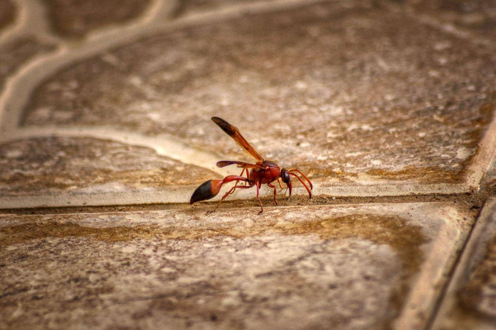 Image of Caterpillar hunting wasp