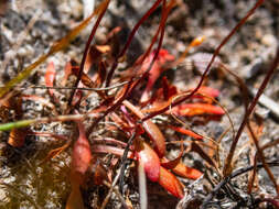 Image of Stylidium pulchellum Sond.