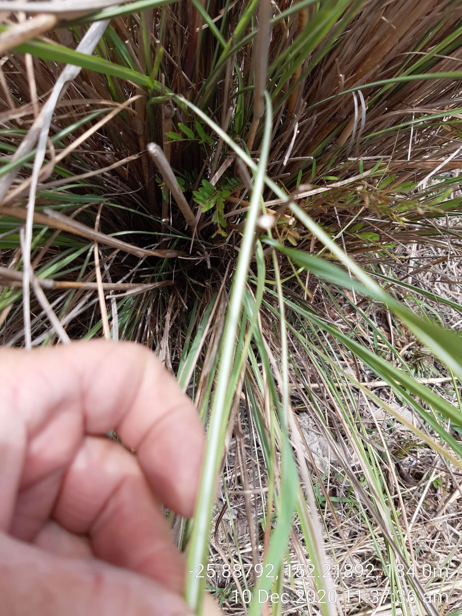 Plancia ëd Themeda avenacea (F. Muell.) T. Durand & B. D. Jacks.