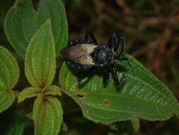 Image of Apiomerus lanipes (Fabricius 1803)