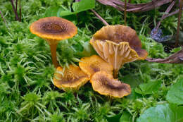 Image of Hygrocybe turunda (Fr.) P. Karst. 1879