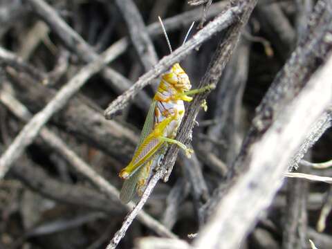 Image of Poecilotettix sanguineus Scudder & S. H. 1897