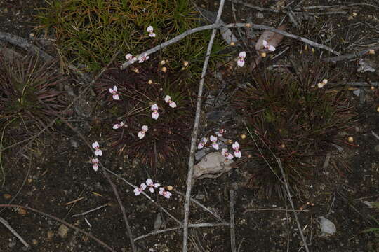 Stylidium caespitosum R. Br. resmi