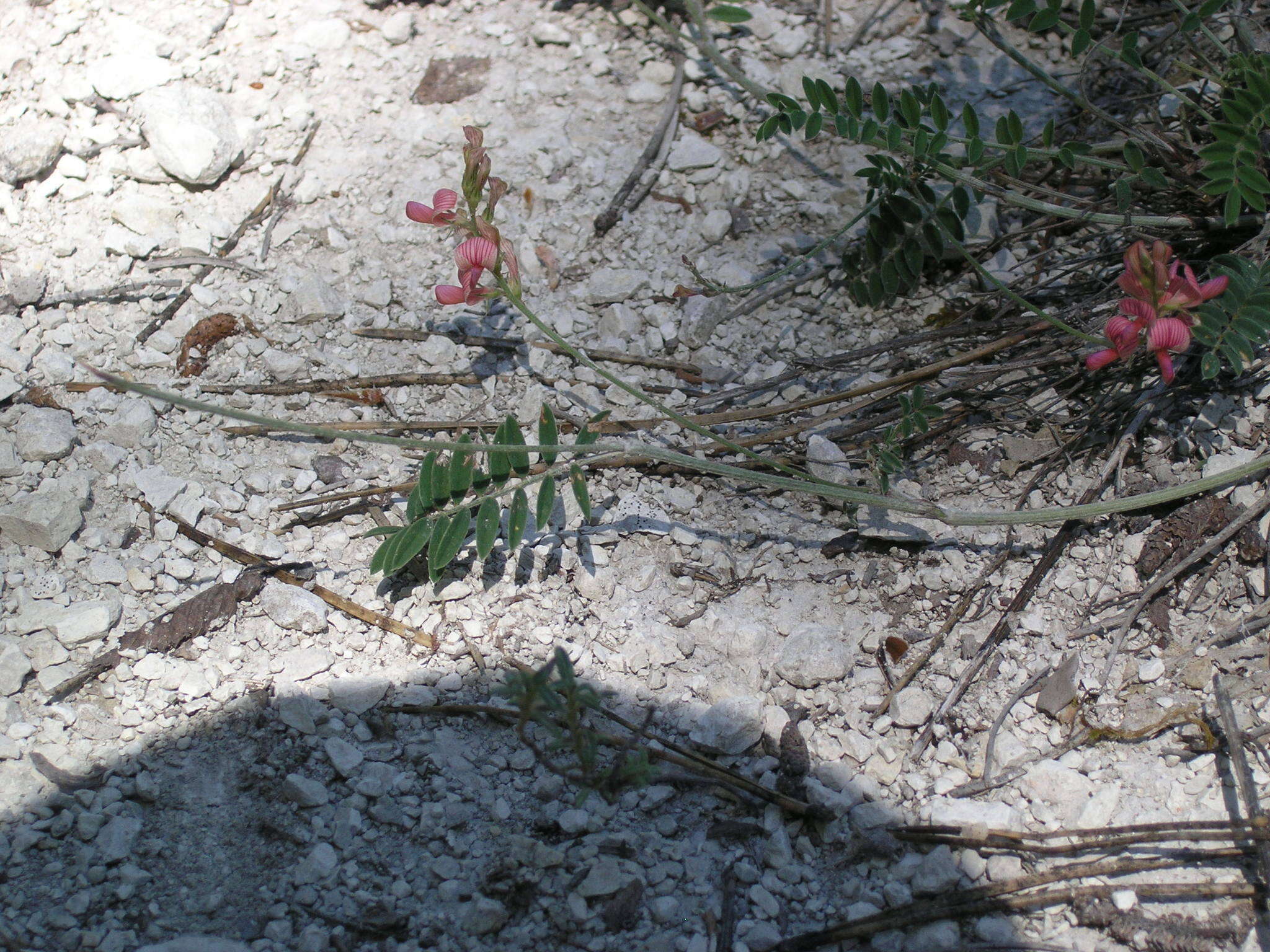 Onobrychis arenaria subsp. miniata (Steven) P. W. Ball的圖片