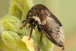 Image of Treehopper