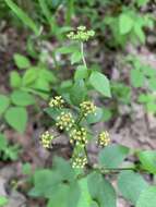 Image of purple meadowparsnip