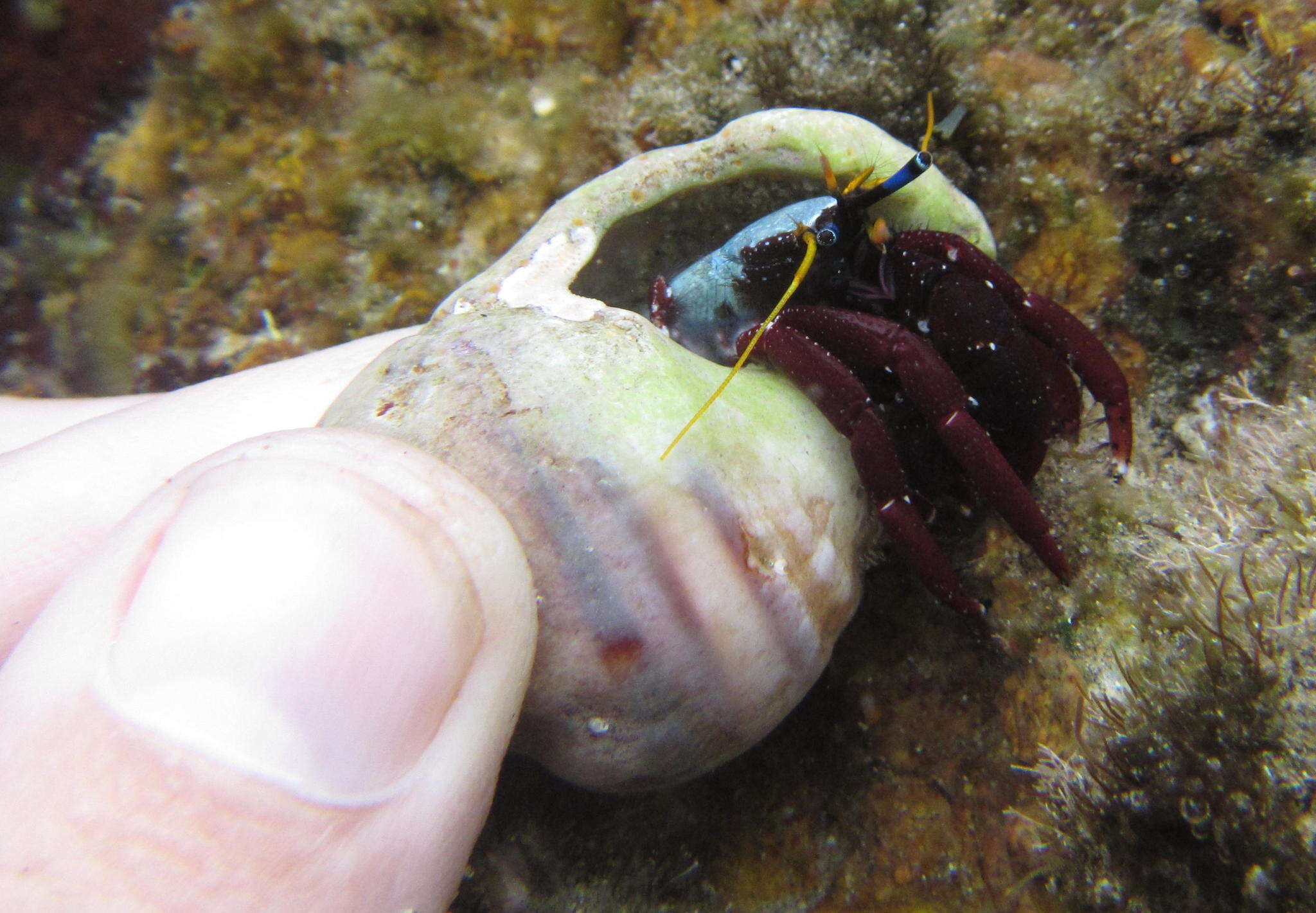 Image de Calcinus morgani Rahayu & Forest 1999