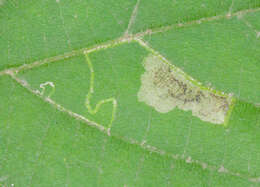 Image of Stigmella argentifasciella (Braun 1912) Newton et al. 1982