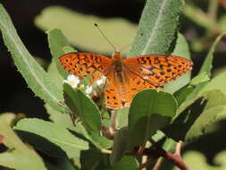 Image of Adiaste Fritillary