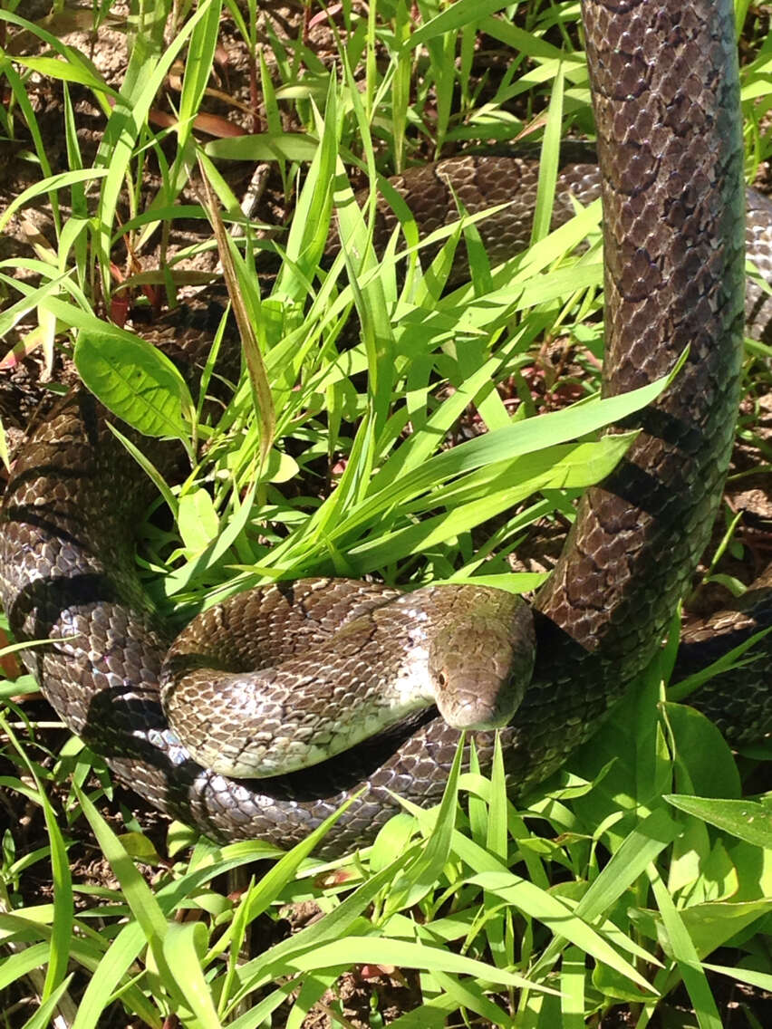 Image of Prairie Kingsnake