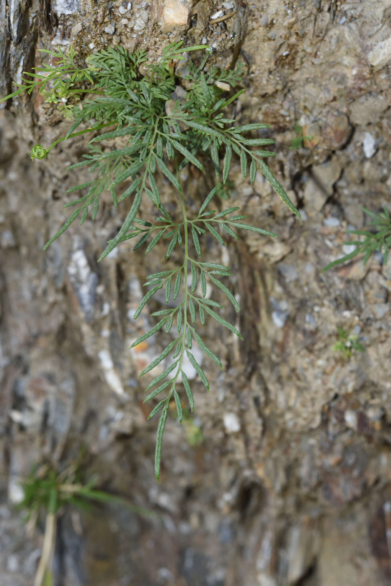 Image of Onychium siliculosum (Desv.) C. Chr.