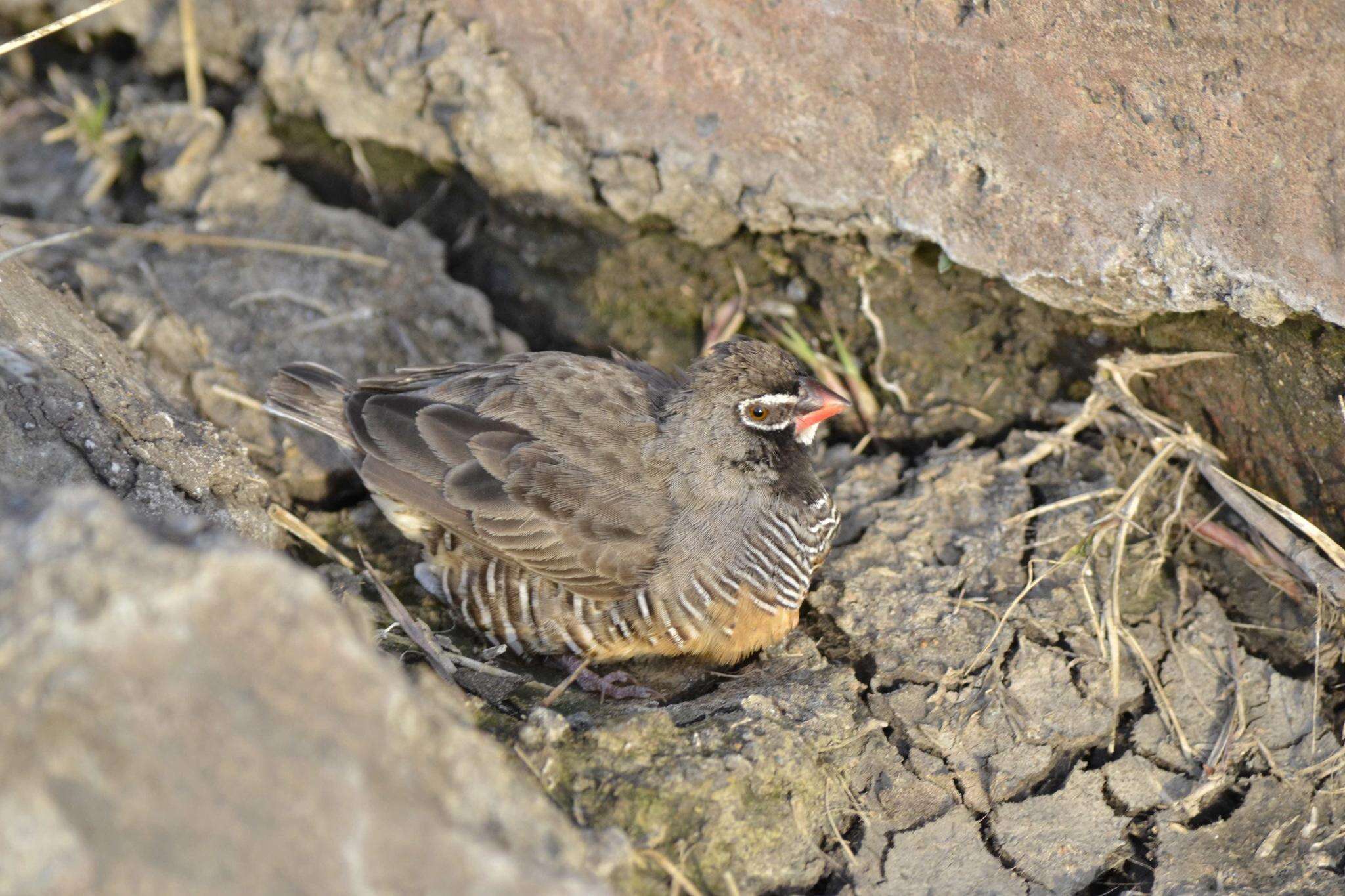 Image of Ortygospiza atricollis digressa Clancey 1958