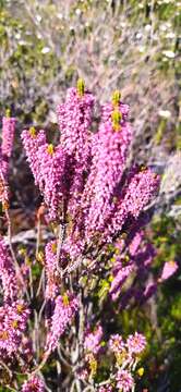 Image of Erica curtophylla Guthrie & Bolus