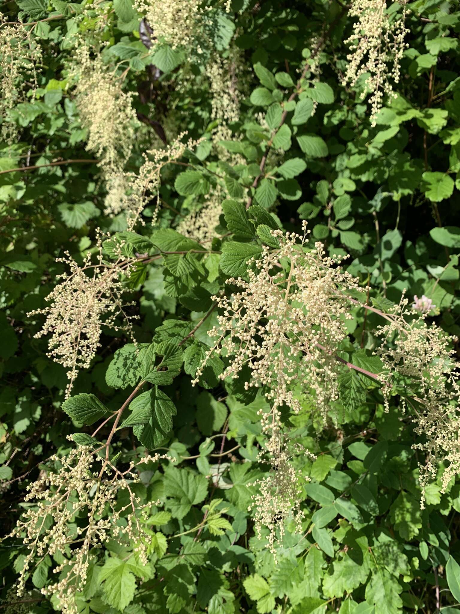 Plancia ëd Holodiscus discolor var. discolor