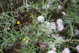 Plancia ëd Senecio lyonii A. Gray ex Lyon