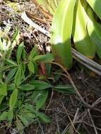 Image of Veronica stricta var. macroura (Hook. fil. ex Benth.) Garn.-Jones