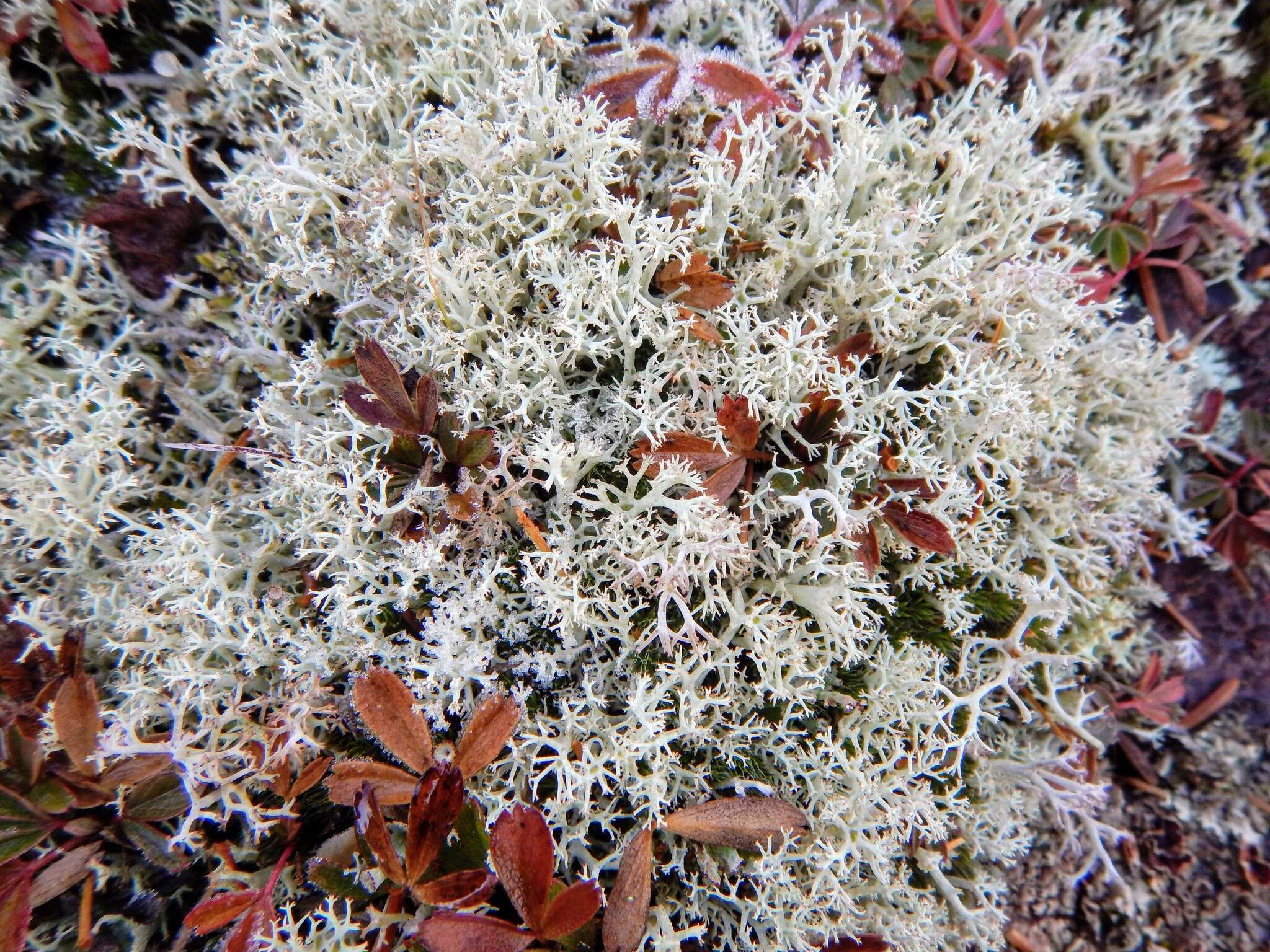 Image de Cladonia arbuscula subsp. mitis (Sandst.) Ruoss