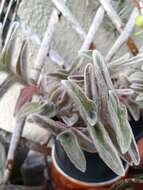 Image of leatherleaf spiderwort