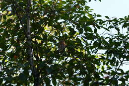 Glaucidium siju (d'Orbigny 1839) resmi