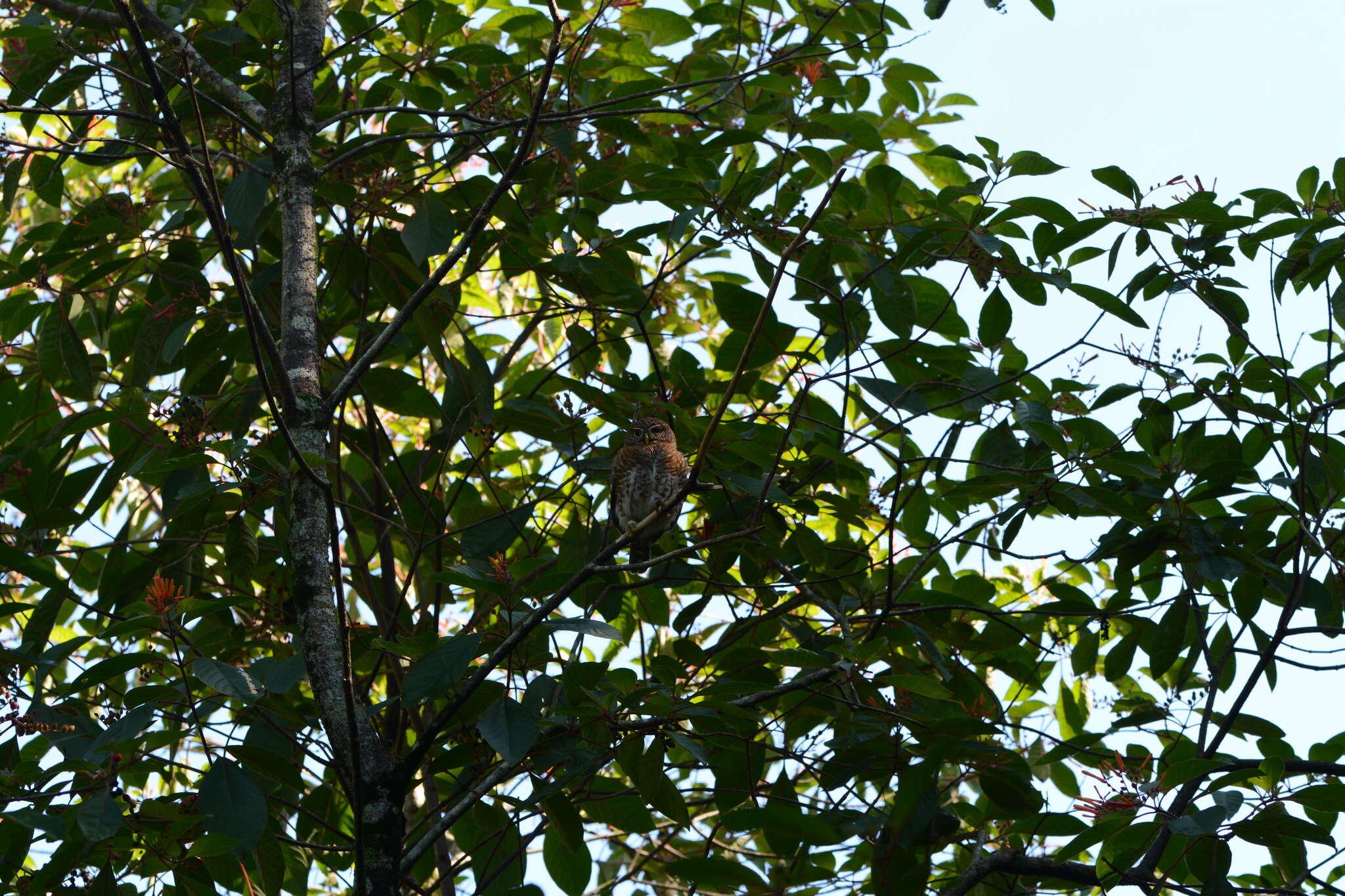 Image of Cuban Pygmy Owl