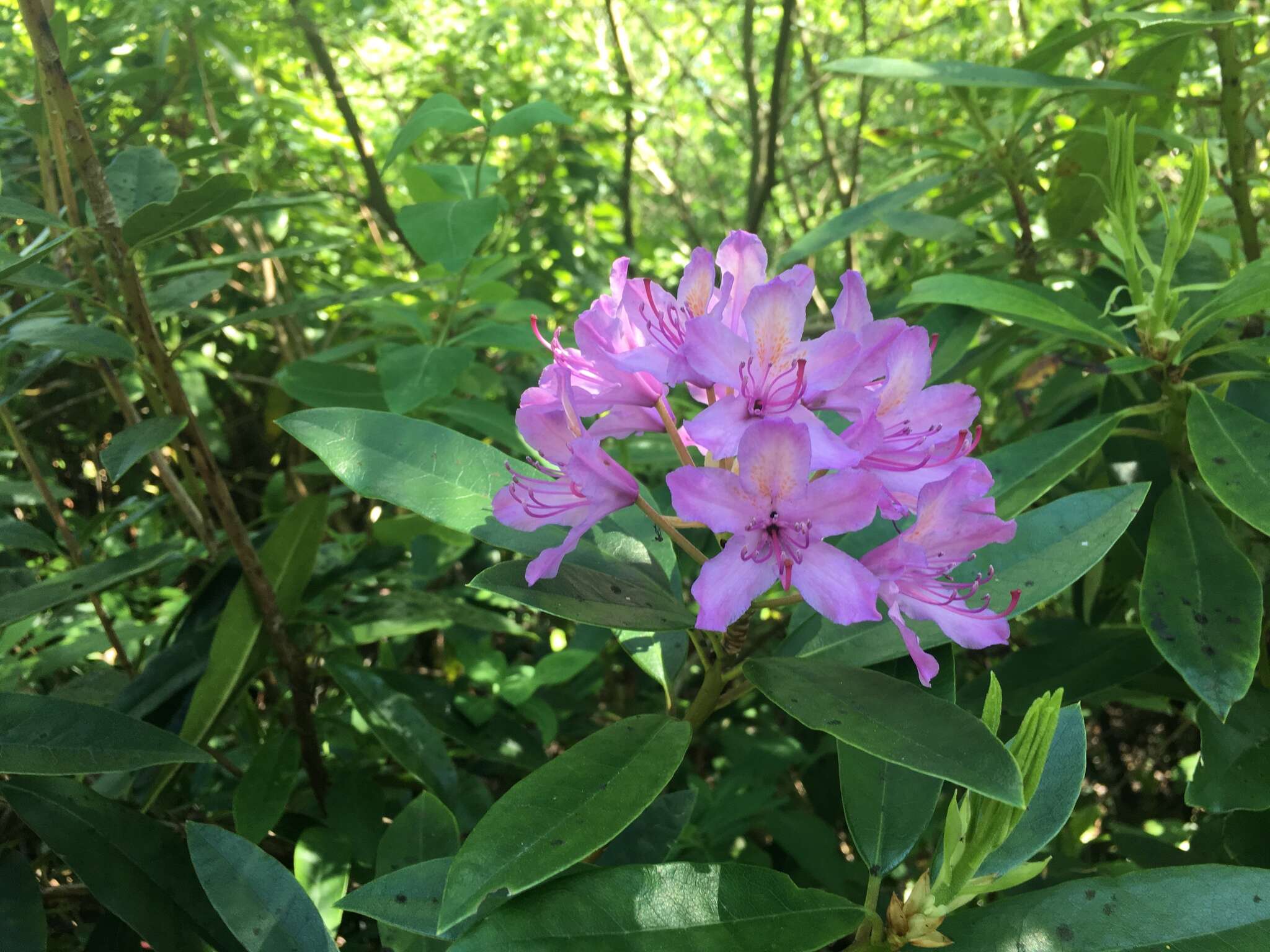 Plancia ëd Rhododendron ponticum L.