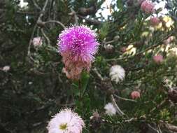 Image of Melaleuca nesophila F. Müll.